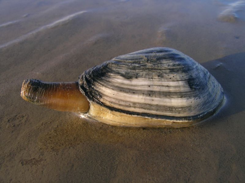 Strandgaper | © Ecomare, Oscar Bos