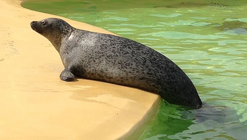 Flippers in het water om af te koelen Flippers in het water om af te koelen | © Ecomare