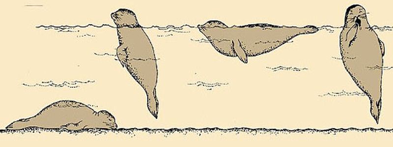 Slapende zeehonden | © Ecomare, Sytske Dijksen
