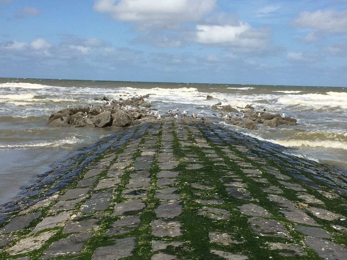 Strandhoofd | © VLIZ, Ingrid Dobbelaere
