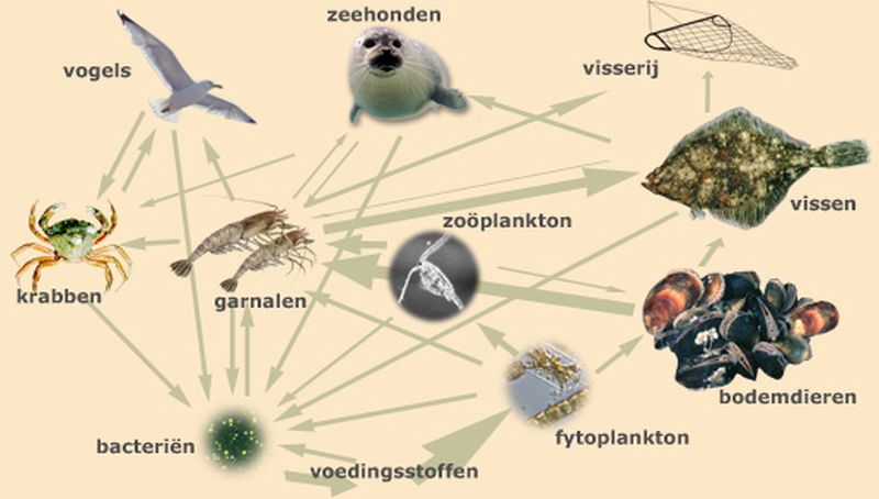 Ingewikkeld voedselweb in de Waddenzee | © Ecomare
