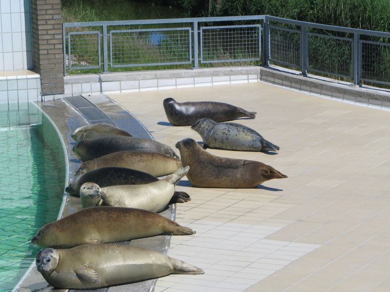 Zeehondencreche Pieterburen | CC BY-SA 3.0 Gerard M, WikiMedia 