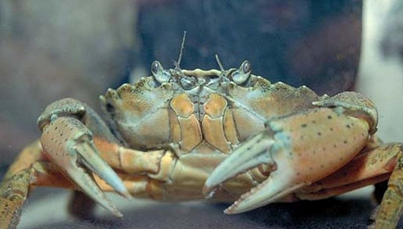 Krab Krab | © Johan Krol, Archief Natuurcentrum Ameland