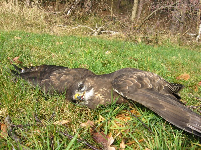 Buizerd | © Ecomare