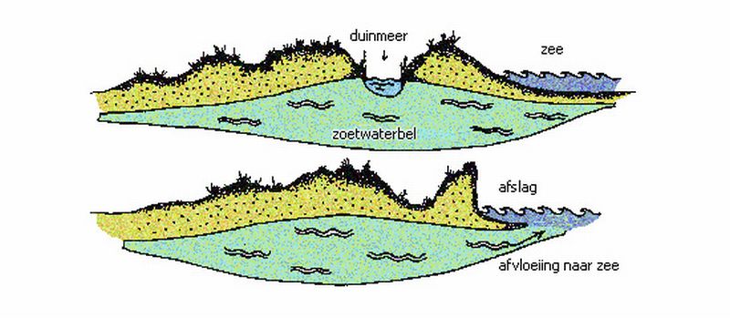 Verdrogende duinen | © Ecomare, naar Peter Smit