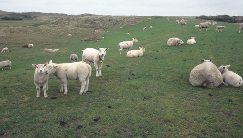 Lammetjes op de dijk | © Foto Fitis, Sytske Dijksen