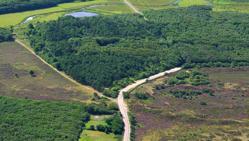 Bos bij de mientgronden Bos bij de mientgronden | © Foto Fitis, Sytske Dijksen