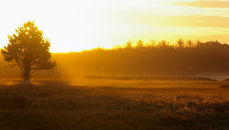 Heide bij Mientje Heide bij Mientje | © Foto Fitis, Sytske Dijksen