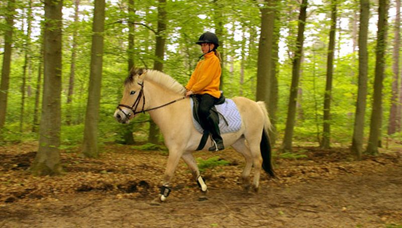 Ruiter in het bos Ruiter in het bos | © Foto Fitis, Sytske Dijksen