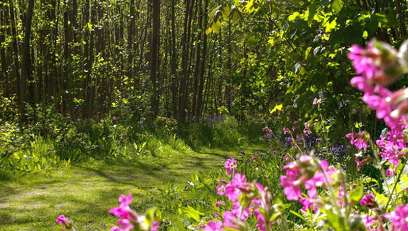Bos de Tureluur Bos de Tureluur | © Foto Fitis, Sytske Dijksen
