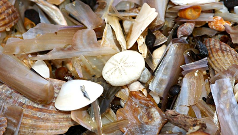 Aangespoelde zeedieren | © Ecomare, Foto Fitis, Sytske Dijksen