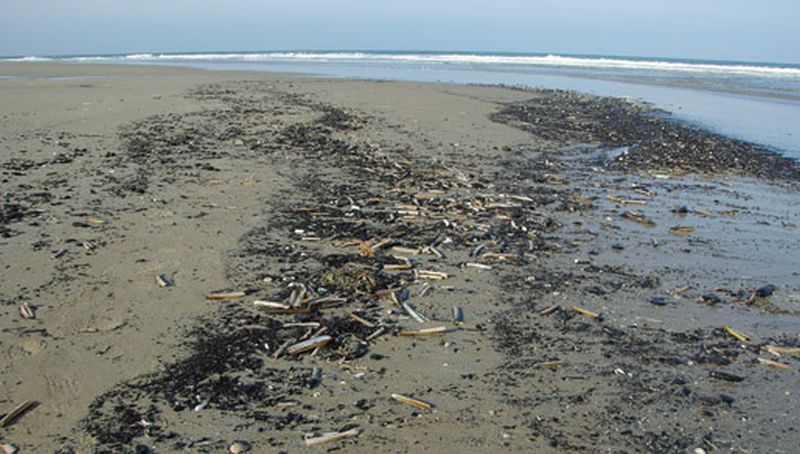 Vloedmerk | © Ecomare, Foto Fitis, Sytske Dijksen