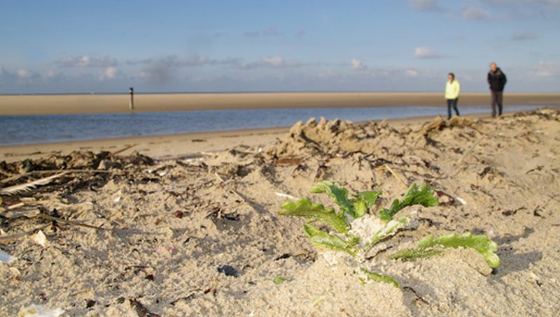 Kiemplantje van zeeraket | © Ecomare, Foto Fitis, Sytske Dijksen