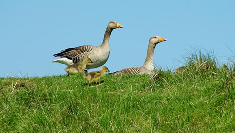 Grauwe ganzen | © Ecomare, Foto Fitis, Sytske Dijksen