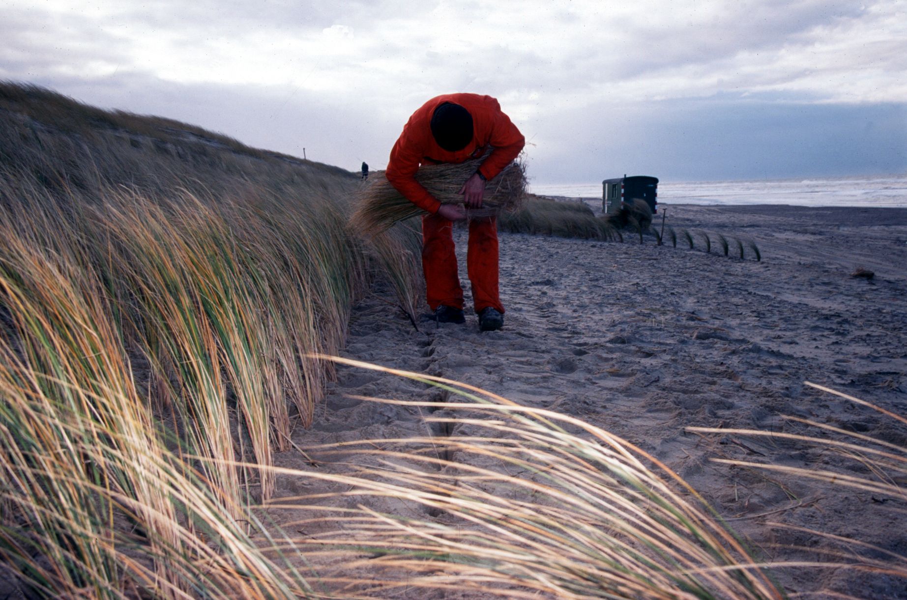 Aanplant van helmgras in de zeereep  Aanplant van helmgras in de zeereep | © Ecomare