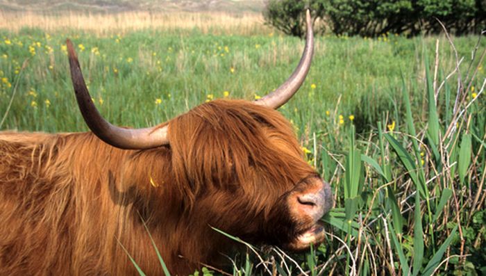 Grazende Schotse hooglander | © Foto Fitis, Sytske Dijksen