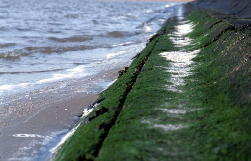 Klein darmwier op de dijk | © Ecomare, Foto Fitis, www.fotofitis.nl