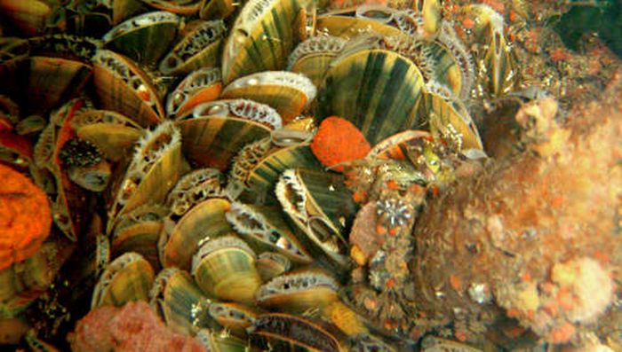 Mosselen Mosselen | © Foto Fitis, Sytske Dijksen