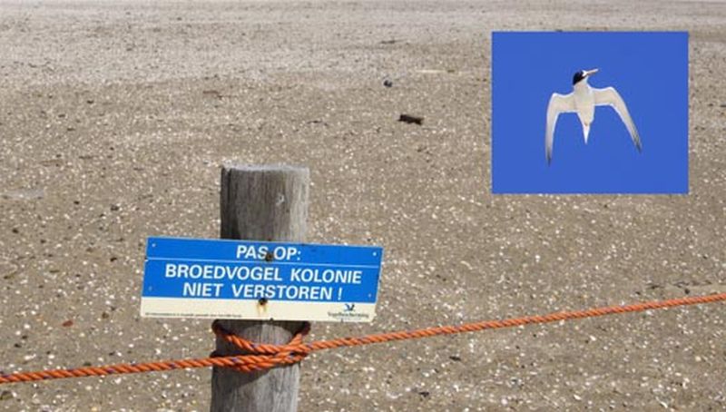 Dwergsternkolonie | © Ecomare, Foto Fitis, Sytske Dijksen