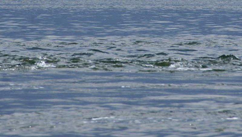 Sterke stroming | © Ecomare, Foto Fitis, Sytske Dijksen