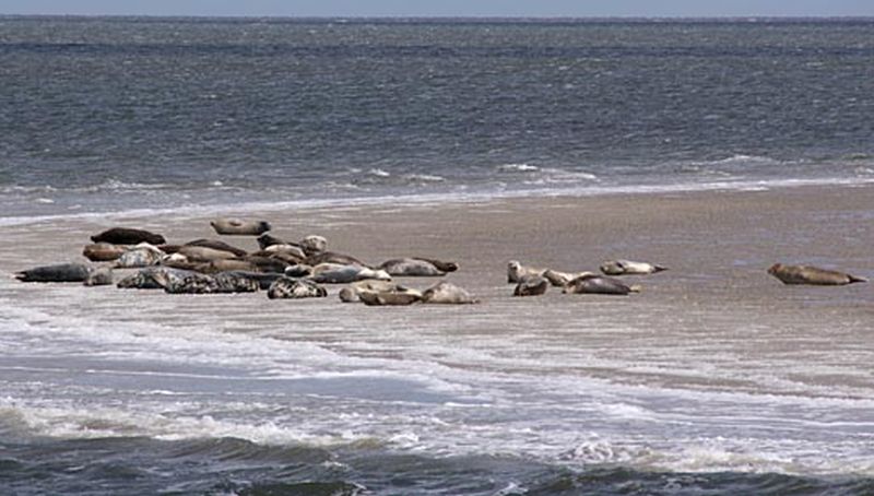 Zeehondenbank Zeehondenbank | © Ecomare, Foto Fitis, Sytske Dijksen