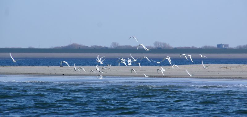 Sterns bij Noorderhaaks | © Ecomare, Foto Fitis, Sytske Dijksen