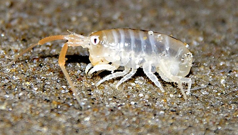 Strandvlo | © Ecomare, Foto Fitis, Sytske Dijksen