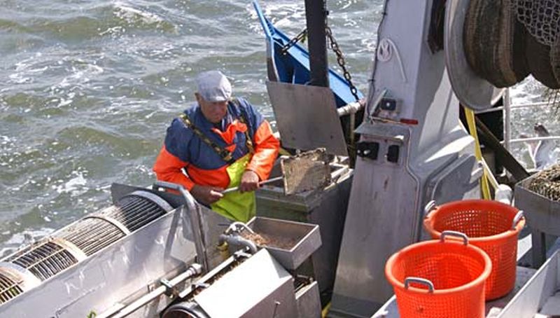 Garnalenvisser | © Ecomare, Foto Fitis, Sytske Dijksen
