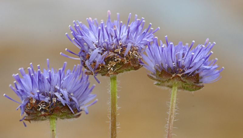 Zandblauwtje | © Foto Fitis, Sytske Dijksen