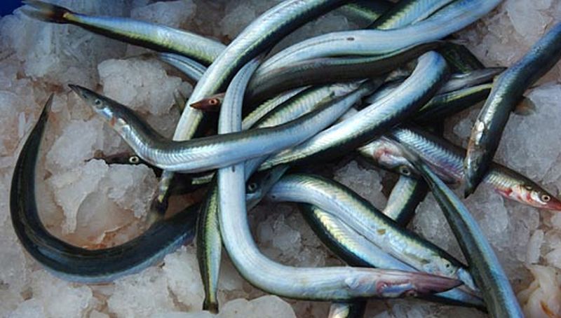 Zandspiering | © Ecomare, Foto Fitis, Sytske Dijksen