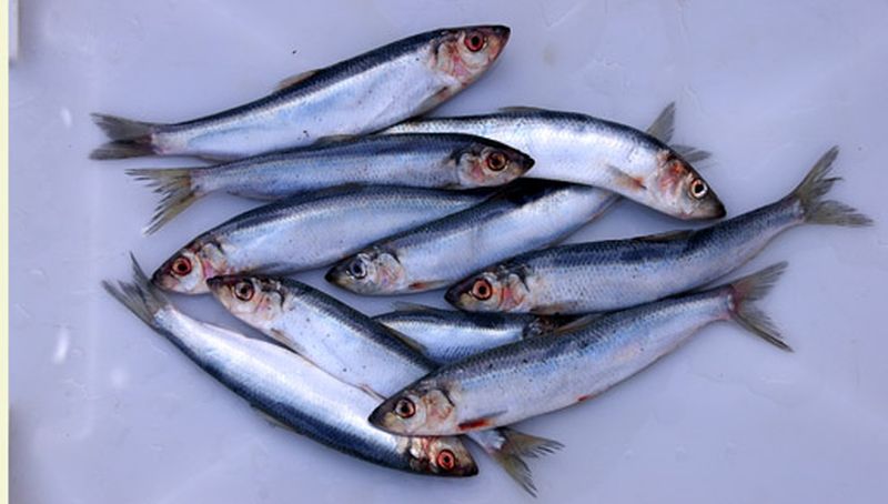 Haring | © Ecomare, Foto Fitis, Sytske Dijksen