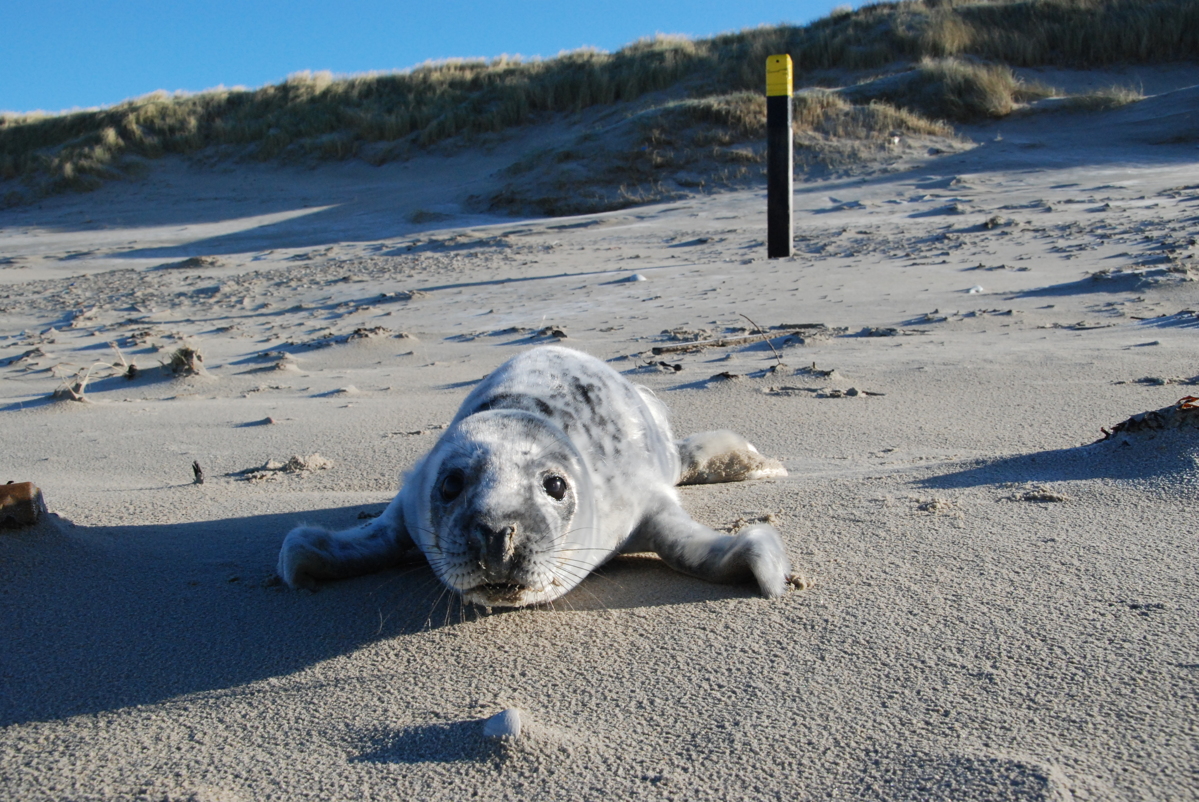 Grijze zeehond Bert | © Ecomare, Salko de Wolf