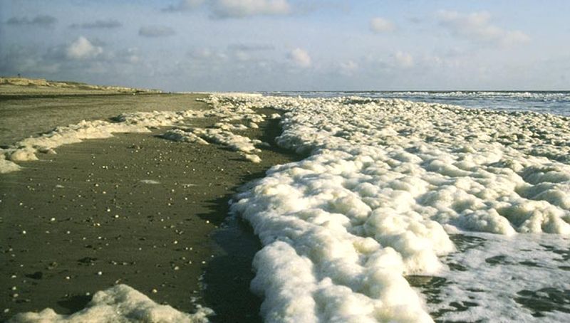 Schuimalg | © Ecomare