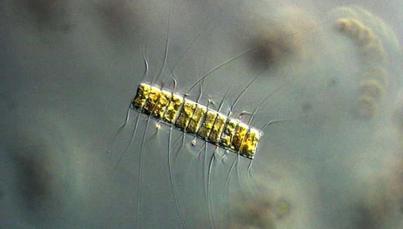 Flaggelaat | © NIOZ, Jolanda van Ieperen