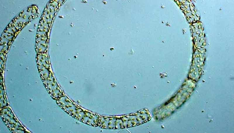 Guinardia striata | © Koninklijk NIOZ, www.nioz.nl