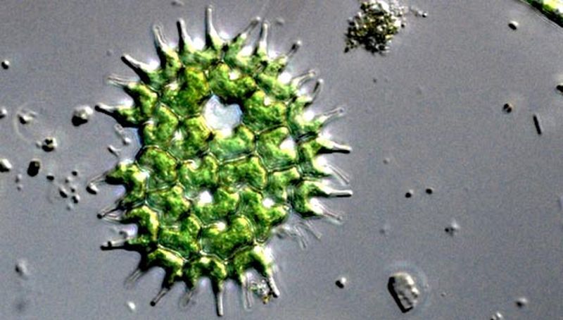 Pediastrum | © Koninklijk NIOZ, www.nioz.nl