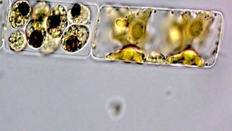 Guinardia delicatula | © Koninklijk NIOZ, www.nioz.nl