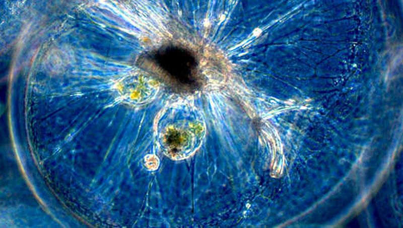 Zeevonk | © Koninklijk NIOZ, www.nioz.nl