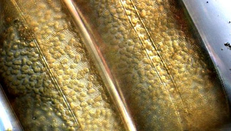 Coscinodiscus wailesii | © Koninklijk NIOZ, www.nioz.nl