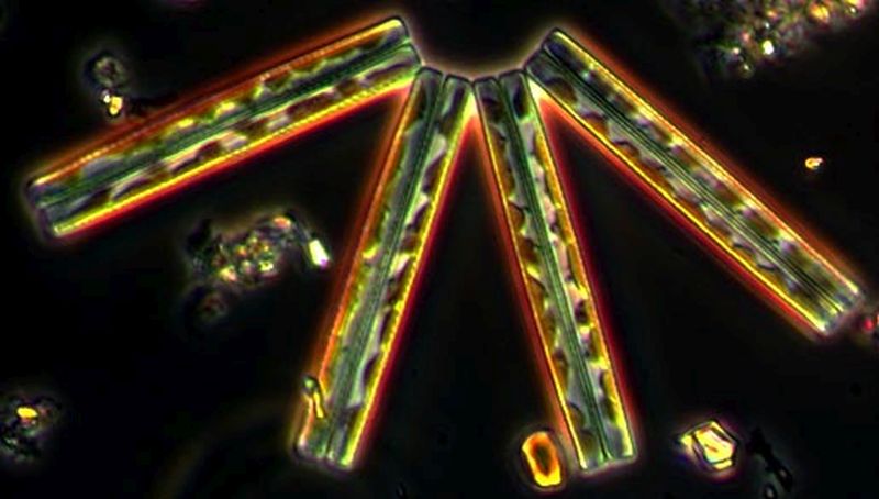 Thalassionema pseudonitzschioides | © Koninklijk NIOZ, www.nioz.nl