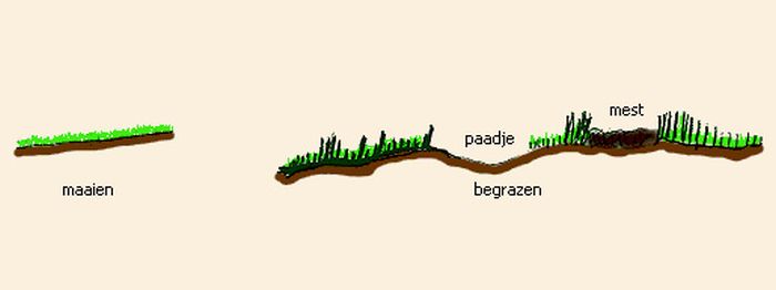 Verschil begrazen/maaien | © Ecomare, Marike van der Paauw en Gerbrand Gaaff