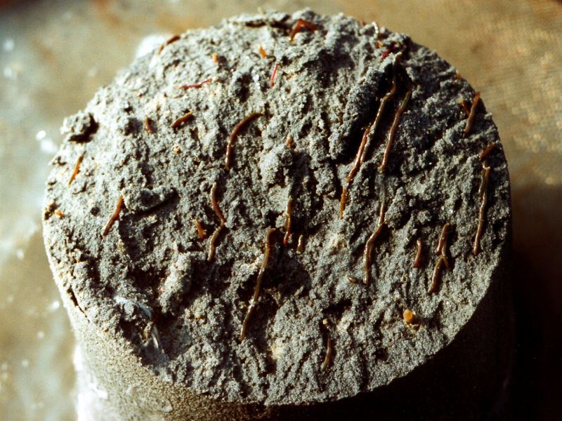 Marenzelleria Marenzelleria | © Ecomare