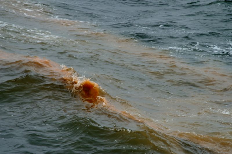 Rode algenplaag | © Ecomare, Marijke de Boer