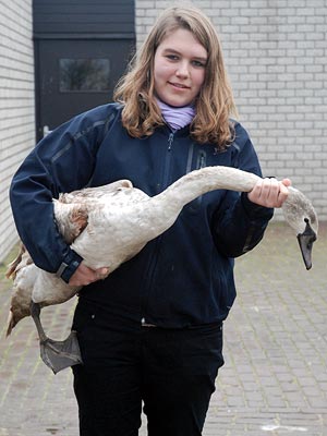 Ondervoede zwaan | © Ecomare, Salko de Wolf