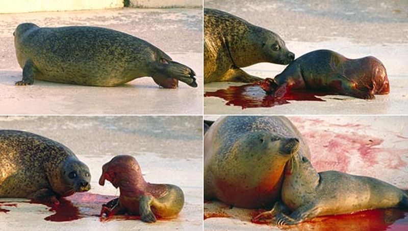 Geboorte van een gewone zeehond (1994) | © Ecomare