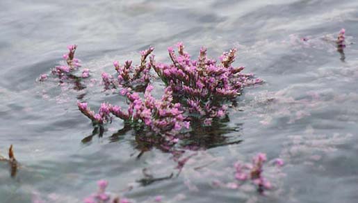 Lamsoor op het schor bij extreem hoogwater | © Ecomare