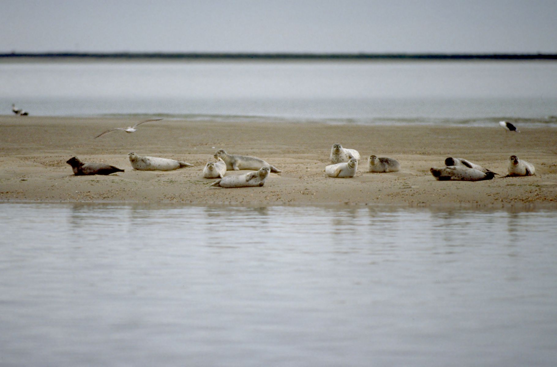 Zeehonden op zandplaat | © Ecomare, Salko de Wolf