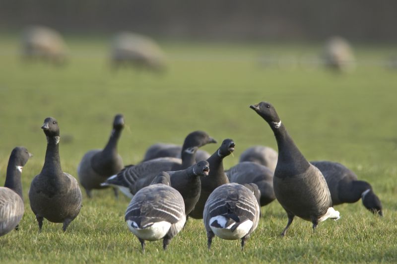 Rotganzen op het weiland | © Ecomare