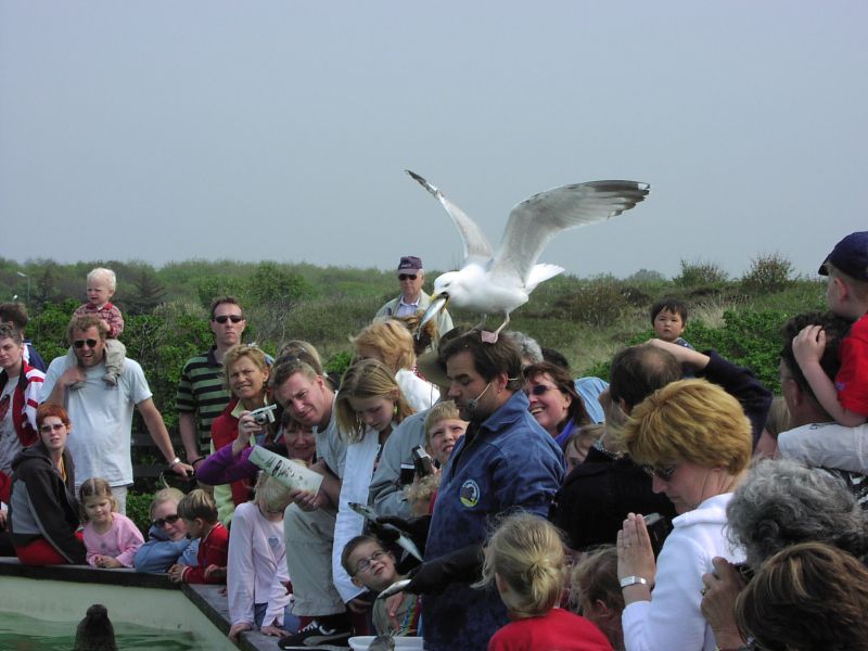 Vogel op hoofd Vogel | © Ecomare
