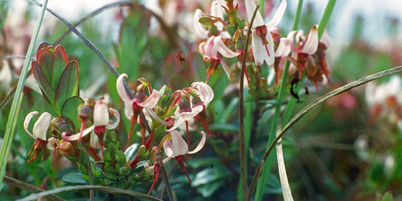 Cranberry, ook wel lepeltjesheide of veenbes | © Ecomare